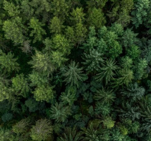 Top view of a green lush forest