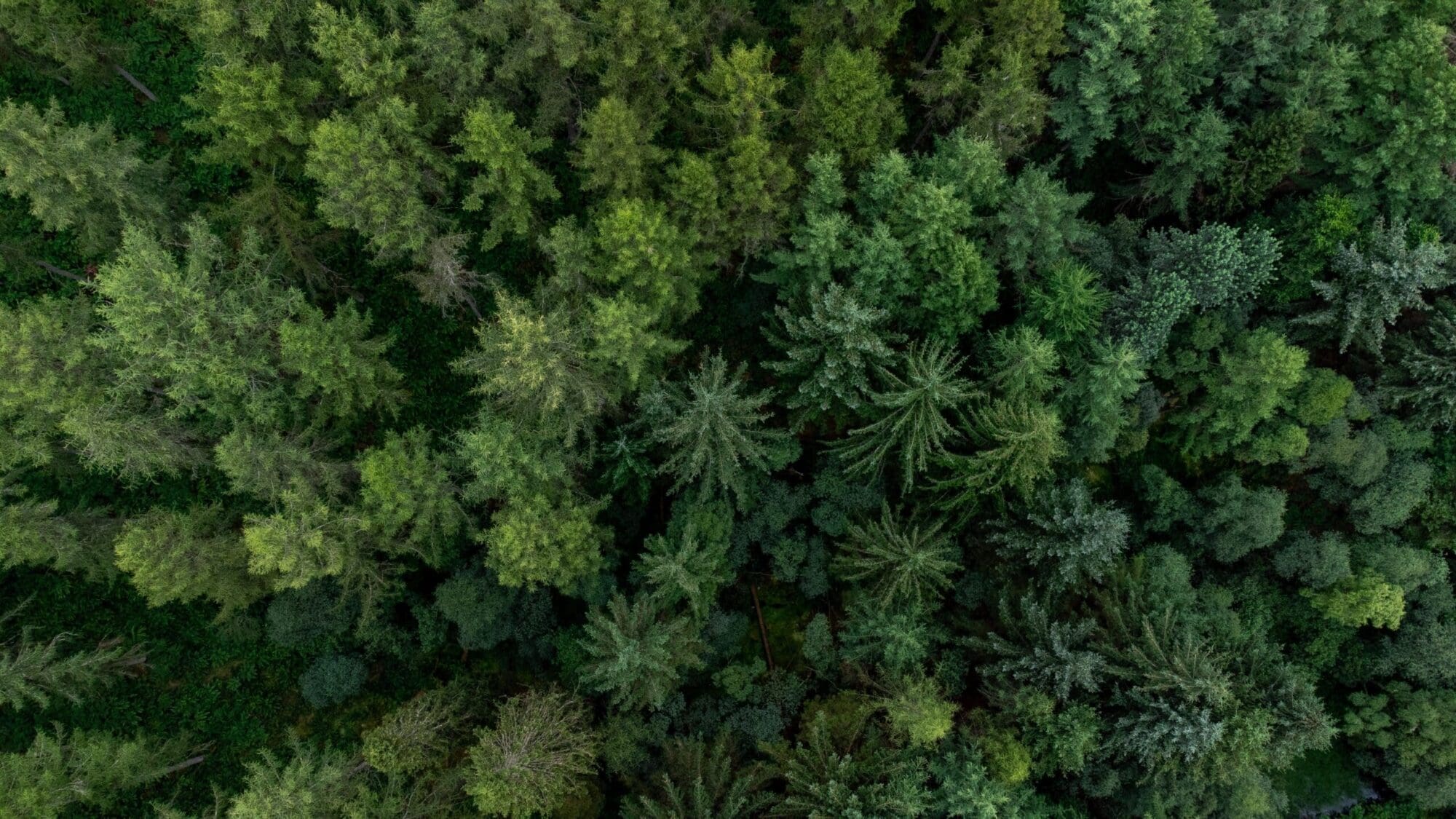Top view of a green lush forest